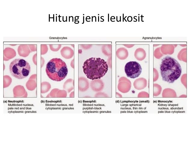 Leukosit 2