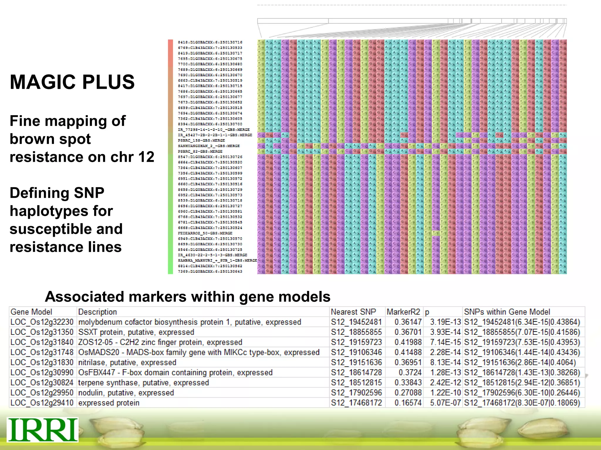 MAGIC PLUS
Fine mapping of
brown spot
resistance on chr 12
Defining SNP
haplotypes for
susceptible and
resistance lines
Associated markers within gene models
 