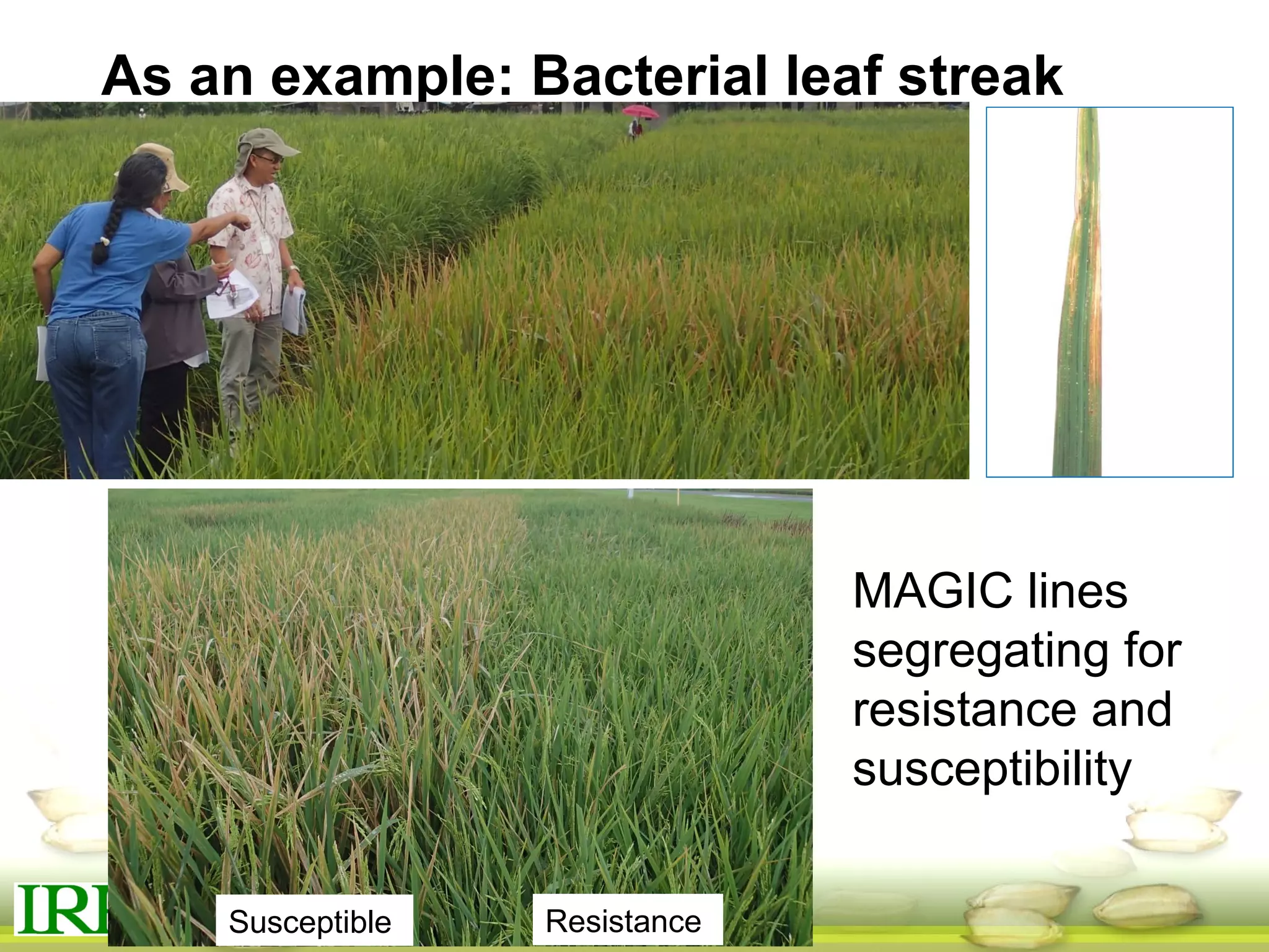 As an example: Bacterial leaf streak
disease
MAGIC lines
segregating for
resistance and
susceptibility
Susceptible Resistance
 