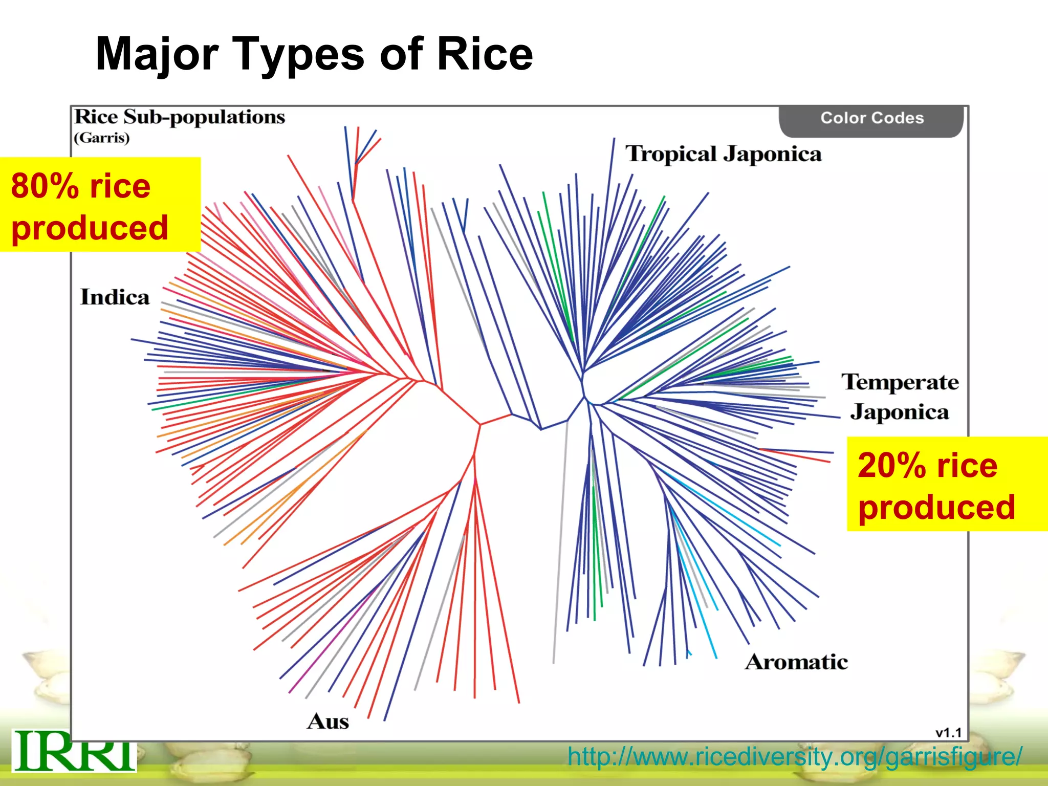 http://www.ricediversity.org/garrisfigure/
80% rice
produced
20% rice
produced
Major Types of Rice
 