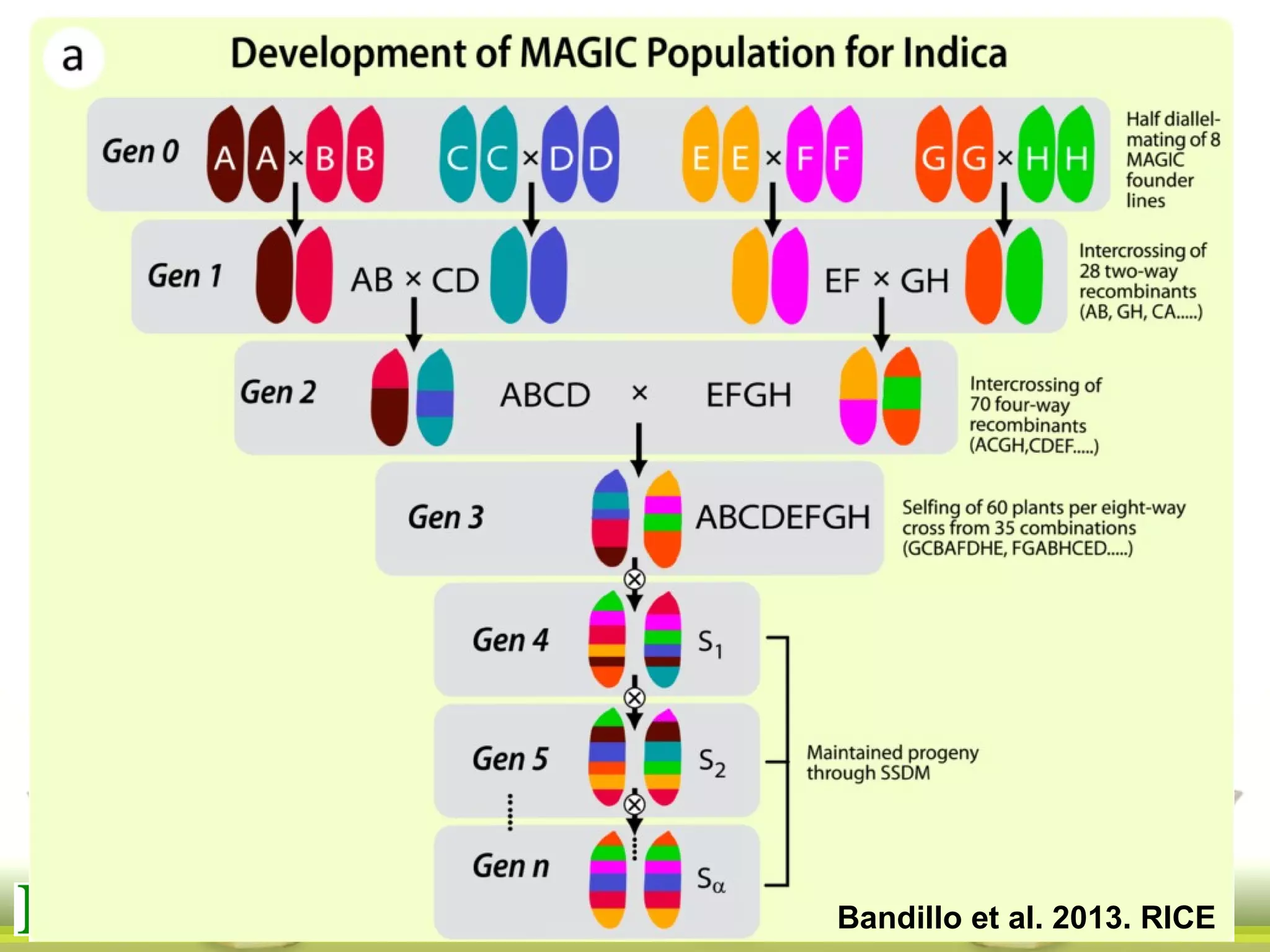 Bandillo et al. 2013. RICE
 