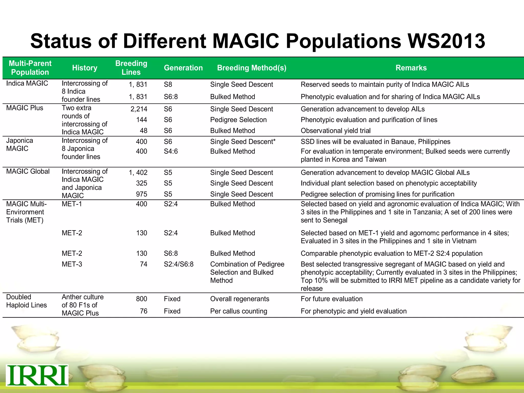 Status of Different MAGIC Populations WS2013
Multi-Parent
Population
History
Breeding
Lines
Generation Breeding Method(s) Remarks
Indica MAGIC Intercrossing of
8 Indica
founder lines
1, 831 S8 Single Seed Descent Reserved seeds to maintain purity of Indica MAGIC AILs
1, 831 S6:8 Bulked Method Phenotypic evaluation and for sharing of Indica MAGIC AILs
MAGIC Plus Two extra
rounds of
intercrossing of
Indica MAGIC
2,214 S6 Single Seed Descent Generation advancement to develop AILs
144 S6 Pedigree Selection Phenotypic evaluation and purification of lines
48 S6 Bulked Method Observational yield trial
Japonica
MAGIC
Intercrossing of
8 Japonica
founder lines
400 S6 Single Seed Descent* SSD lines will be evaluated in Banaue, Philippines
400 S4:6 Bulked Method For evaluation in temperate environment; Bulked seeds were currently
planted in Korea and Taiwan
MAGIC Global Intercrossing of
Indica MAGIC
and Japonica
MAGIC
1, 402 S5 Single Seed Descent Generation advancement to develop MAGIC Global AILs
325 S5 Single Seed Descent Individual plant selection based on phenotypic acceptability
975 S5 Single Seed Descent Pedigree selection of promising lines for purification
MAGIC Multi-
Environment
Trials (MET)
MET-1 400 S2:4 Bulked Method Selected based on yield and agronomic evaluation of Indica MAGIC; With
3 sites in the Philippines and 1 site in Tanzania; A set of 200 lines were
sent to Senegal
MET-2 130 S2:4 Bulked Method Selected based on MET-1 yield and agornomc performance in 4 sites;
Evaluated in 3 sites in the Philippines and 1 site in Vietnam
MET-2 130 S6:8 Bulked Method Comparable phenotypic evaluation to MET-2 S2:4 population
MET-3 74 S2:4/S6:8 Combination of Pedigree
Selection and Bulked
Method
Best selected transgressive segregant of MAGIC based on yield and
phenotypic acceptability; Currently evaluated in 3 sites in the Philippines;
Top 10% will be submitted to IRRI MET pipeline as a candidate variety for
release
Doubled
Haploid Lines
Anther culture
of 80 F1s of
MAGIC Plus
800 Fixed Overall regenerants For future evaluation
76 Fixed Per callus counting For phenotypic and yield evaluation
 