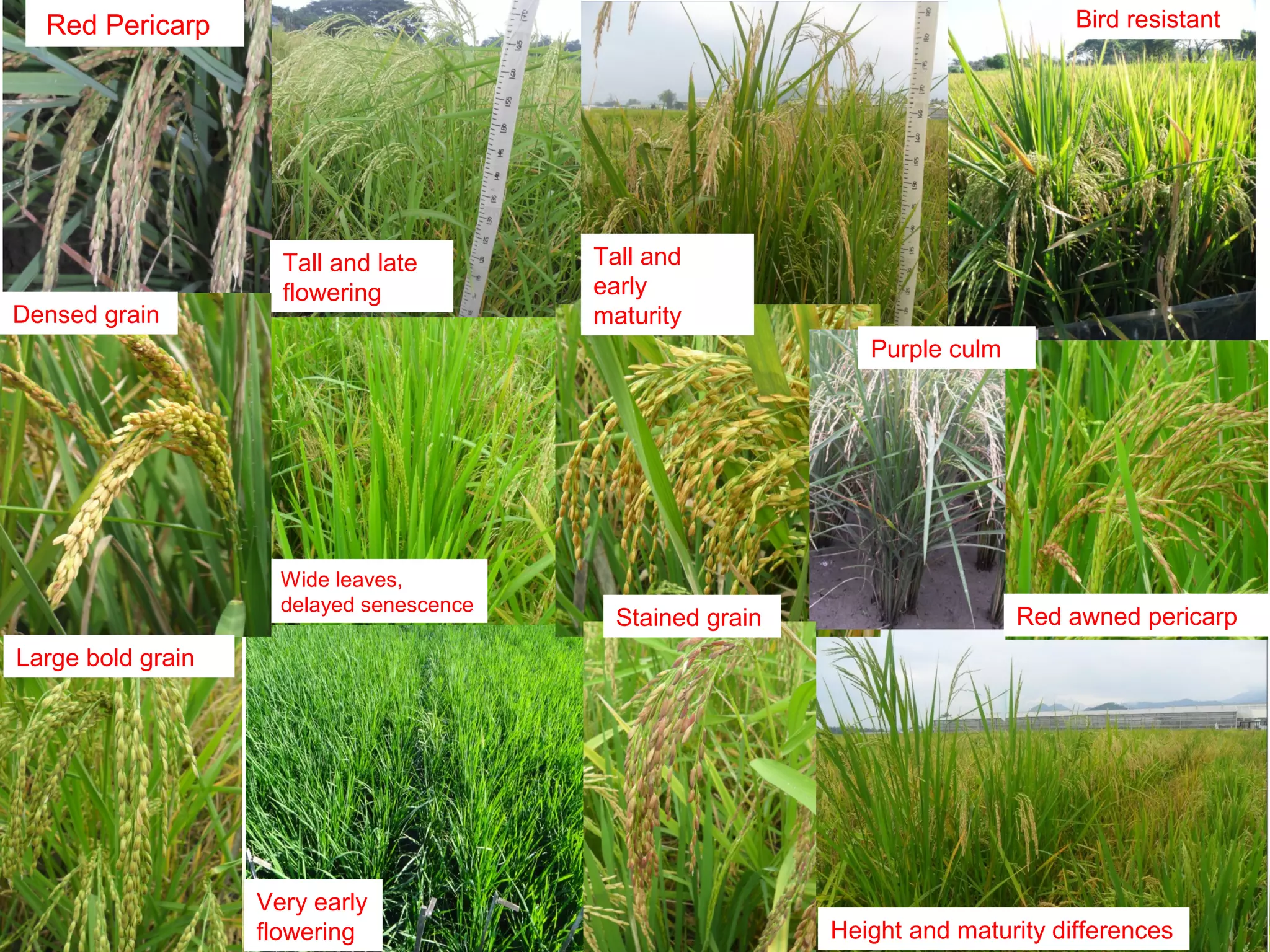 Red Pericarp
Tall and late
flowering
Tall and early
maturity
Bird resistant
Very early
flowering Height and maturity differences
Wide leaves,
delayed senescence
Densed grain
Red awned pericarp
Purple culm
Large bold grain
Stained grain
 