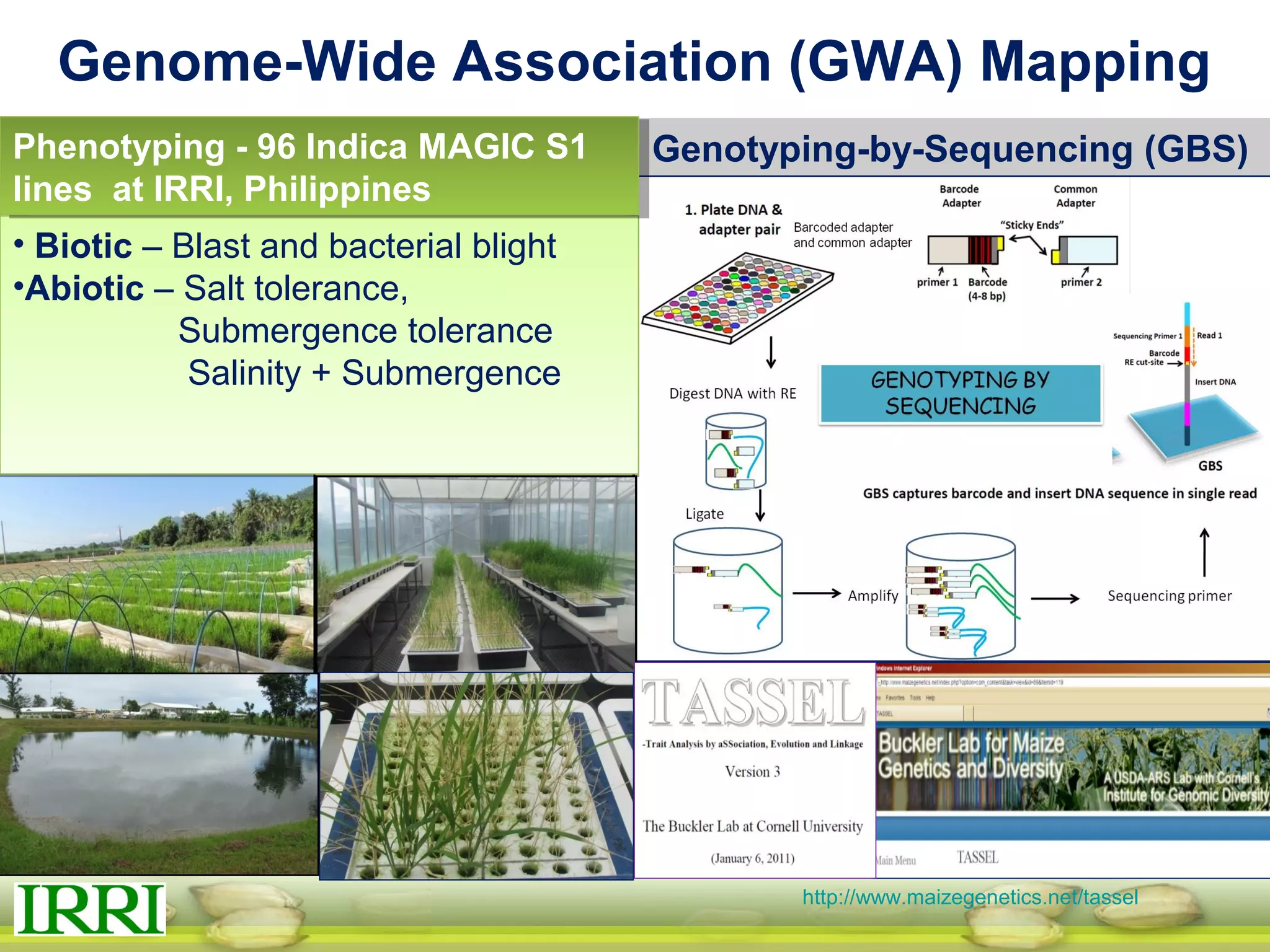 http://www.maizegenetics.net/tassel
Genome-Wide Association (GWA) Mapping
Genotyping-by-Sequencing (GBS)
• Biotic – Blast and bacterial blight
•Abiotic – Salt tolerance,
Submergence tolerance
Salinity + Submergence
Phenotyping - 96 Indica MAGIC S1
lines at IRRI, Philippines
 
