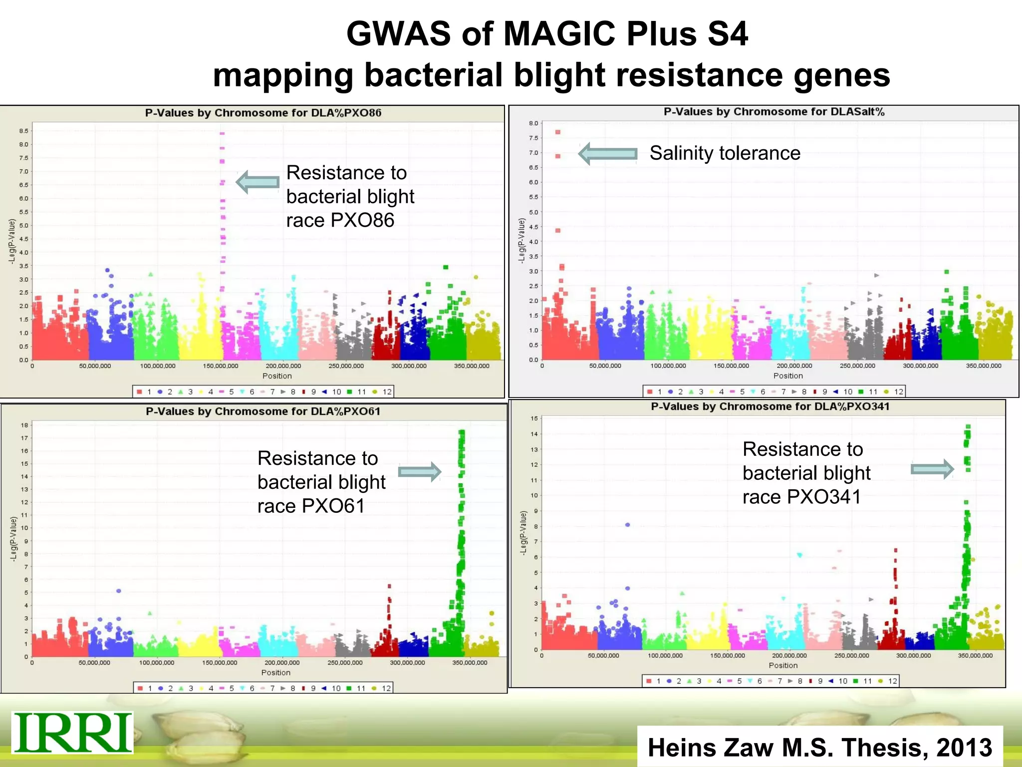GWAS of MAGIC Plus S4
mapping bacterial blight resistance genes
Heins Zaw M.S. Thesis, 2013
Resistance to
bacterial blight
race PXO86
Resistance to
bacterial blight
race PXO61
Resistance to
bacterial blight
race PXO341
Salinity tolerance
 