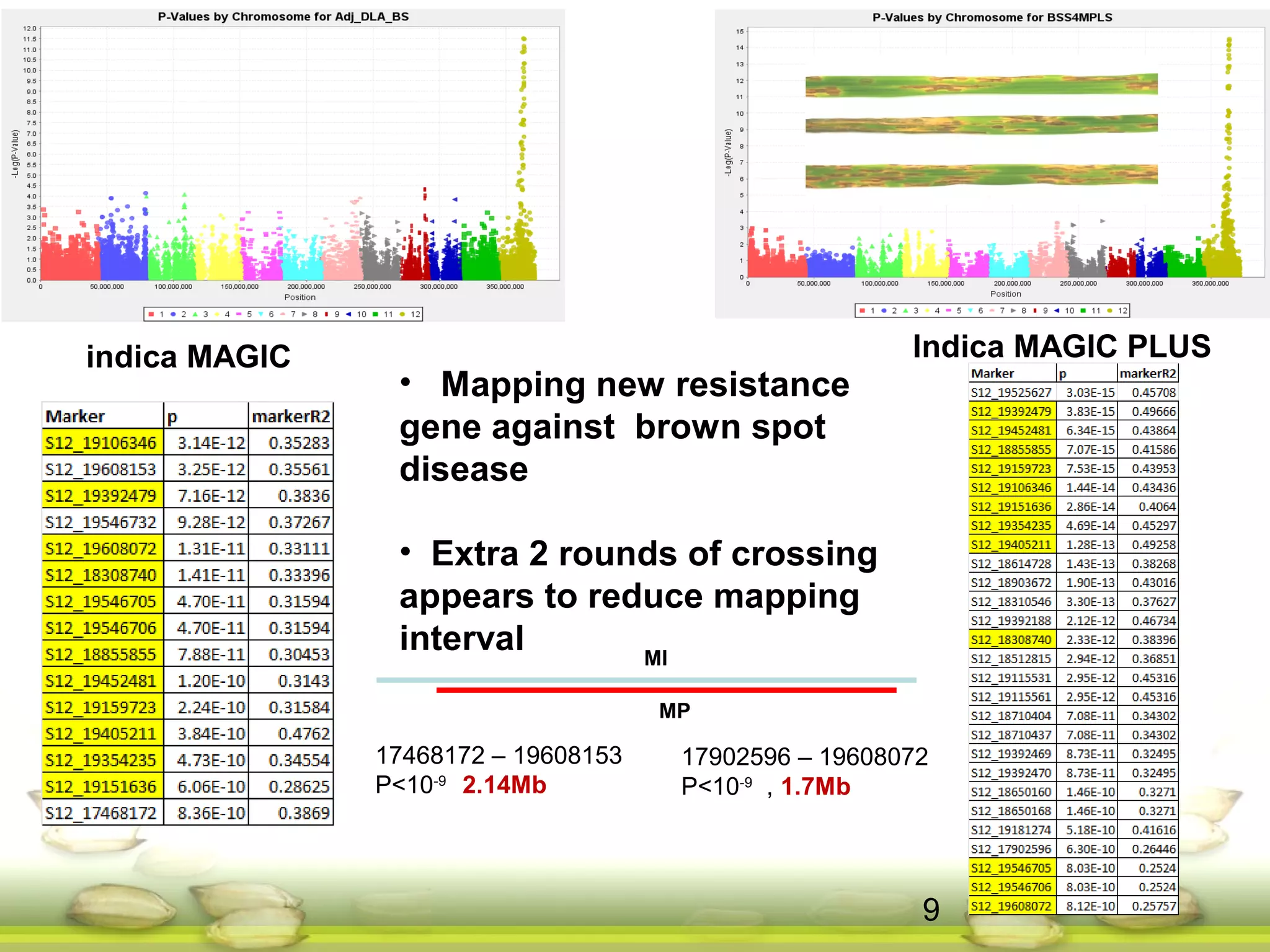 indica MAGIC Indica MAGIC PLUS
17468172 – 19608153
P<10-9 2.14Mb
17902596 – 19608072
P<10-9 , 1.7Mb
MI
MP
• Mapping new resistance
gene against brown spot
disease
• Extra 2 rounds of crossing
appears to reduce mapping
interval
9
 