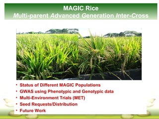 MAGIC Rice
Multi-parent Advanced Generation Inter-Cross
• Status of Different MAGIC Populations
• GWAS using Phenotypic and Genotypic data
• Multi-Environment Trials (MET)
• Seed Requests/Distribution
• Future Work
 