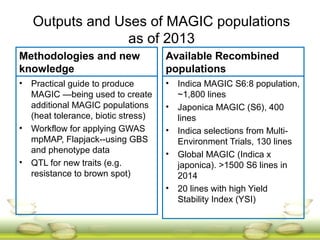Outputs and Uses of MAGIC populations
as of 2013
Methodologies and new
knowledge
• Practical guide to produce
MAGIC —being used to create
additional MAGIC populations
(heat tolerance, biotic stress)
• Workflow for applying GWAS
mpMAP, Flapjack--using GBS
and phenotype data
• QTL for new traits (e.g.
resistance to brown spot)
Available Recombined
populations
• Indica MAGIC S6:8 population,
~1,800 lines
• Japonica MAGIC (S6), 400
lines
• Indica selections from Multi-
Environment Trials, 130 lines
• Global MAGIC (Indica x
japonica). >1500 S6 lines in
2014
• 20 lines with high Yield
Stability Index (YSI)
 