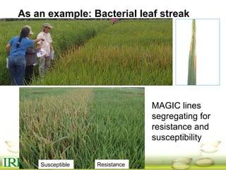 As an example: Bacterial leaf streak
disease
MAGIC lines
segregating for
resistance and
susceptibility
Susceptible Resistance
 