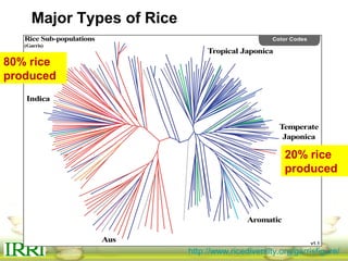 http://www.ricediversity.org/garrisfigure/
80% rice
produced
20% rice
produced
Major Types of Rice
 