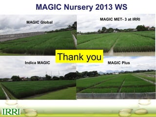 MAGIC Nursery 2013 WS
MAGIC Global
Indica MAGIC
MAGIC MET- 3 at IRRI
MAGIC Plus
Thank you
 