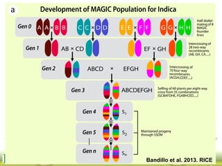 Bandillo et al. 2013. RICE
 