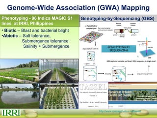 http://www.maizegenetics.net/tassel
Genome-Wide Association (GWA) Mapping
Genotyping-by-Sequencing (GBS)
• Biotic – Blast and bacterial blight
•Abiotic – Salt tolerance,
Submergence tolerance
Salinity + Submergence
Phenotyping - 96 Indica MAGIC S1
lines at IRRI, Philippines
 