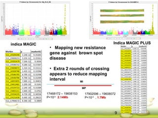 indica MAGIC Indica MAGIC PLUS
17468172 – 19608153
P<10-9 2.14Mb
17902596 – 19608072
P<10-9 , 1.7Mb
MI
MP
• Mapping new resistance
gene against brown spot
disease
• Extra 2 rounds of crossing
appears to reduce mapping
interval
9
 