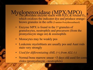 Myeloperoxidase (MPX/MPO)• The proxidase enzyme reacts with H2O2 & release O2,
which oxidizes the indicator dye and produce orange-
brown granules in the cells (3-amino-9-erythrocarbazol)
• Enzyme MPX is found in the 1o granules of
granulocytes, neutrophils and precursors (from the
promyelocyte stage on) & eosinophils
• Monocytes may be weakly pos
• Leukemic myeloblasts are usually pos and Auer rods
stain very strongly
• Used for differentiating AML (+) from ALL (-)
• Normal bone marrow smear <5 days old used for control
slides (promyelocyte - neutrophils)
 