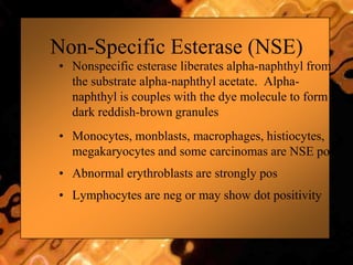 Non-Specific Esterase (NSE)
• Nonspecific esterase liberates alpha-naphthyl from
the substrate alpha-naphthyl acetate. Alpha-
naphthyl is couples with the dye molecule to form
dark reddish-brown granules
• Monocytes, monblasts, macrophages, histiocytes,
megakaryocytes and some carcinomas are NSE pos
• Abnormal erythroblasts are strongly pos
• Lymphocytes are neg or may show dot positivity
 