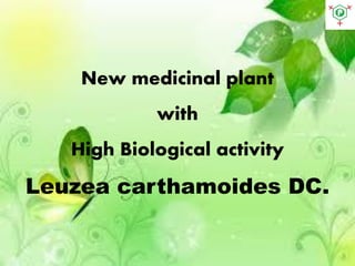 New medicinal plant
with
High Biological activity
Leuzea carthamoides DC.
 