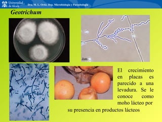 Geotrichum El crecimiento en placas es parecido a una levadura. Se le conoce como moho lácteo por su presencia en productos lácteos Dra. M. L. Ortiz. Dep. Microbiología y Parasitología 