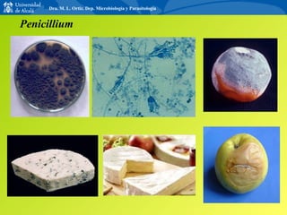 Penicillium Dra. M. L. Ortiz. Dep. Microbiología y Parasitología 