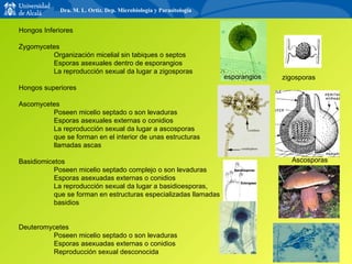 Hongos Inferiores Zygomycetes Organización micelial sin tabiques o septos Esporas asexuales dentro de esporangios La reproducción sexual da lugar a zigosporas Hongos superiores Ascomycetes Poseen micelio septado o son levaduras Esporas asexuales externas o conidios La reproducción sexual da lugar a ascosporas  que se forman en el interior de unas estructuras llamadas ascas Basidiomicetos Poseen micelio septado complejo o son levaduras Esporas asexuadas externas o conidios La reproducción sexual da lugar a basidioesporas,  que se forman en estructuras especializadas llamadas basidios Deuteromycetes Poseen micelio septado o son levaduras Esporas asexuadas externas o conidios Reproducción sexual desconocida esporangios Ascosporas zigosporas Dra. M. L. Ortiz. Dep. Microbiología y Parasitología 