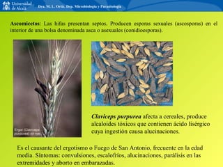 Ascomicetos : Las hifas presentan septos. Producen esporas sexuales (ascosporas) en el interior de una bolsa denominada asca o asexuales (conidioesporas). Claviceps purpurea  afecta a cereales, produce alcaloides tóxicos que contienen ácido lisérgico cuya ingestión causa alucinaciones. Es el causante del ergotismo o Fuego de San Antonio, frecuente en la edad media. Síntomas: convulsiones, escalofríos, alucinaciones, parálisis en las extremidades y aborto en embarazadas. Dra. M. L. Ortiz. Dep. Microbiología y Parasitología 