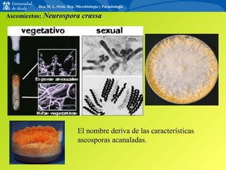 Ascomicetos:  Neurospora crassa El nombre deriva de las características ascosporas acanaladas. Dra. M. L. Ortiz. Dep. Microbiología y Parasitología 