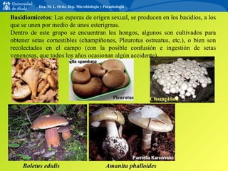 Amanita phalloides   Boletus edulis   Pleurotus   Basidiomicetos : Las esporas de origen sexual, se producen en los basidios, a los que se unen por medio de unos esterigmas. Dentro de este grupo se encuentran los hongos, algunos son cultivados para obtener setas comestibles (champiñones, Pleurotus ostreatus, etc.), o bien son recolectados en el campo (con la posible confusión e ingestión de setas venenosas, que todos los años ocasionan algún accidente). Champiñon  Dra. M. L. Ortiz. Dep. Microbiología y Parasitología 