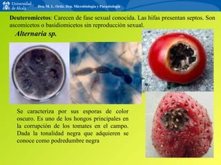 Deuteromicetos : Carecen de fase sexual conocida. Las hifas presentan septos. Son ascomicetos o basidiomicetos sin reproducción sexual. Alternaria sp. Se caracteriza por sus esporas de color oscuro. Es uno de los hongos principales en la corrupción de los tomates en el campo. Dada la tonalidad negra que adquieren se conoce como podredumbre negra Dra. M. L. Ortiz. Dep. Microbiología y Parasitología 