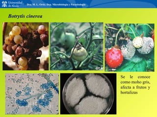 Botrytis cinerea Se le conoce como moho gris, afecta a frutos y hortalizas Dra. M. L. Ortiz. Dep. Microbiología y Parasitología 