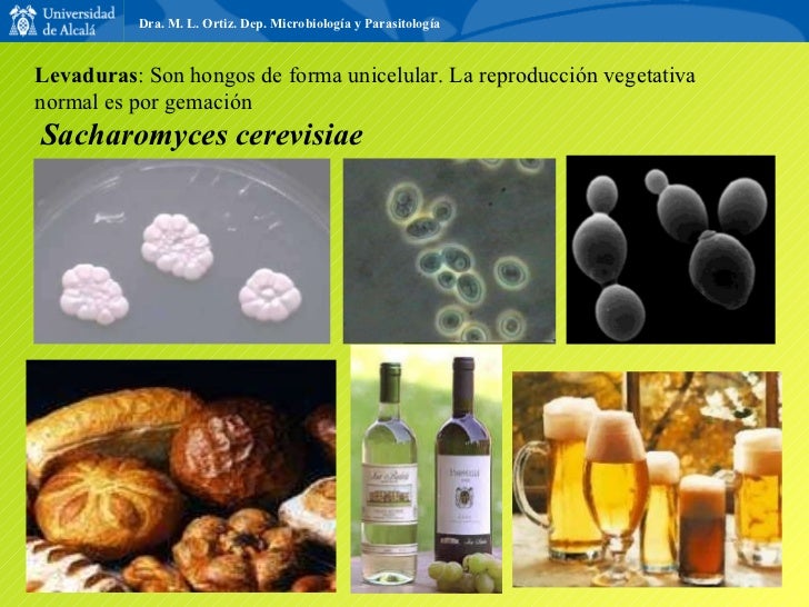 Levaduras Levaduras