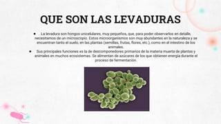 Levaduras pptx Levaduras pptx