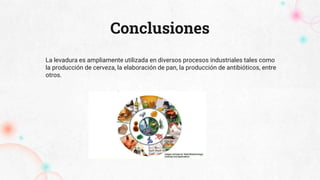 La levadura es ampliamente utilizada en diversos procesos industriales tales como
la producción de cerveza, la elaboración de pan, la producción de antibióticos, entre
otros.
Conclusiones
 