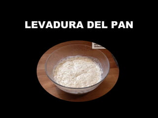 LEVADURA DEL PAN 