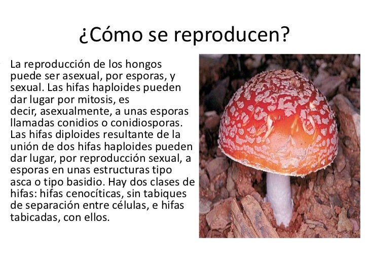 El hongo sobre el miembro viril de la foto y como curar