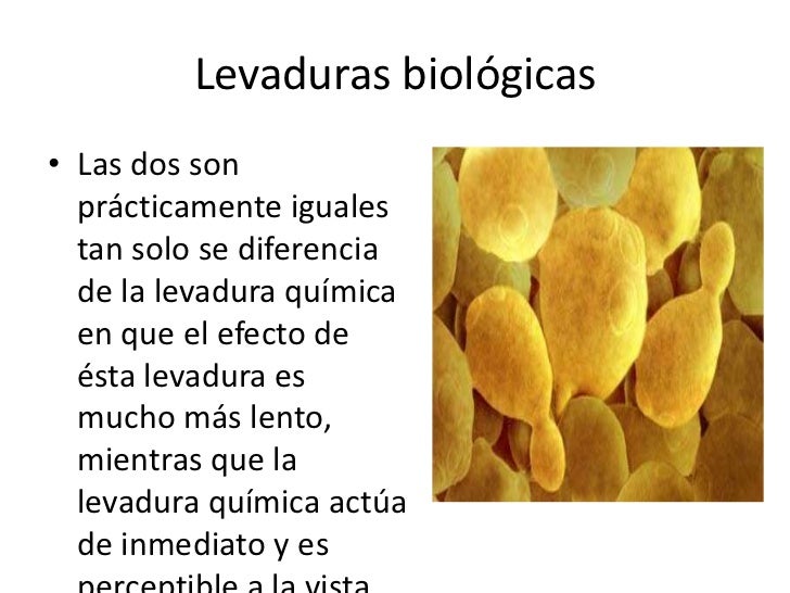 Levaduras y hongos