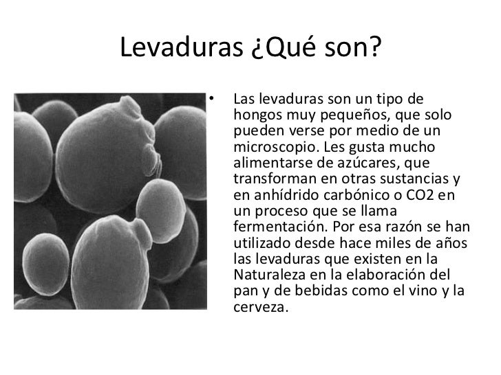 Levaduras y hongos