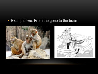 Example two: From the gene to the brain,[object Object]