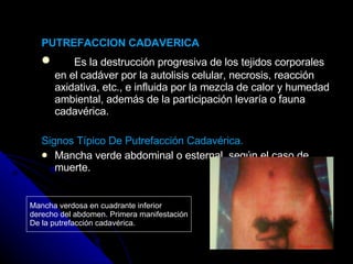 PUTREFACCION CADAVERICA Es la destrucción progresiva de los tejidos corporales en el cadáver por la autolisis celular, necrosis, reacción axidativa, etc., e influida por la mezcla de calor y humedad ambiental, además de la participación levaría o fauna cadavérica. Signos Típico De Putrefacción Cadavérica. Mancha verde abdominal o esternal, según el caso de muerte. Mancha verdosa en cuadrante inferior  derecho del abdomen. Primera manifestación De la putrefacción cadavérica. 