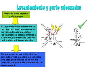 Posición de la espalda
y del cuerpo
Deben tensarse los músculos del
estómago y de la espalda, de manera
que ésta permanezca en la misma
posición durante toda la operación de
levantamiento
El objeto debe levantarse cerca
del cuerpo, pues de otro modo
los músculos de la espalda y
los ligamentos están sometidos
a tensión, y aumenta la presión
de los discos intervertebrales.
 