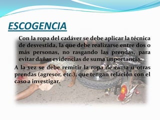 ESCOGENCIA
  Con la ropa del cadáver se debe aplicar la técnica
  de desvestida, la que debe realizarse entre dos o
  más personas, no rasgando las prendas, para
  evitar dañar evidencias de suma importancia.
 A la vez se debe remitir la ropa de cama u otras
 prendas (agresor, etc.), que tengan relación con el
 caso a investigar.
 