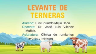 LEVANTE DE
TERNERAS
Alumno: Luis Eduardo Mejía Baca.
Docente: Dr. José Luis Vílchez
Muñoz.
Asignatura: Clínica de rumiantes
mayores y menores
 