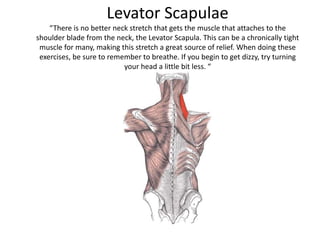 Levator Scapulae
“There is no better neck stretch that gets the muscle that attaches to the
shoulder blade from the neck, the Levator Scapula. This can be a chronically tight
muscle for many, making this stretch a great source of relief. When doing these
exercises, be sure to remember to breathe. If you begin to get dizzy, try turning
your head a little bit less. “
 