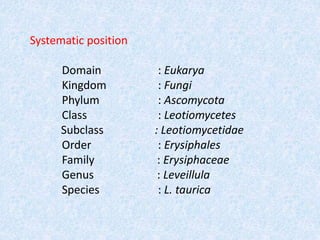 Subclass Systematics Leveillula taurica | PPTX