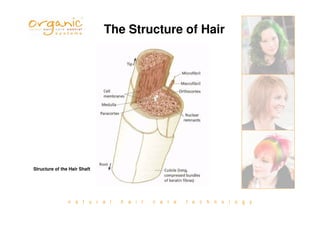 n a t u r a l h a i r c a r e t e c h n o l o g y
The Structure of Hair
Structure of the Hair Shaft
 