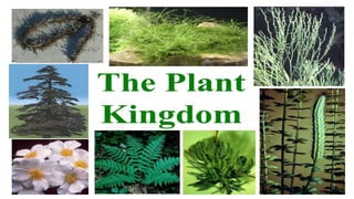 PLANT KINGDOM
 