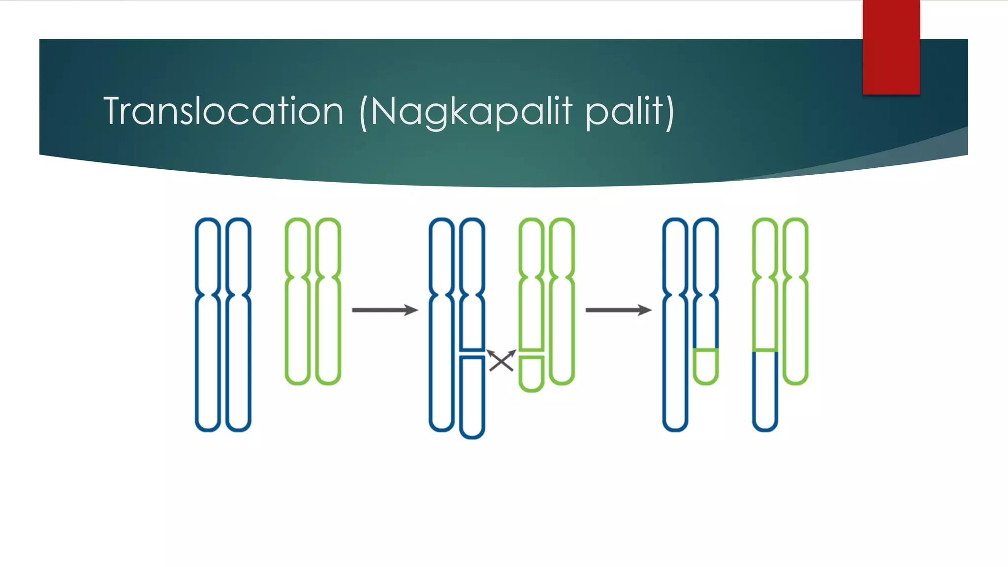 Translocation (Nagkapalit palit)
 