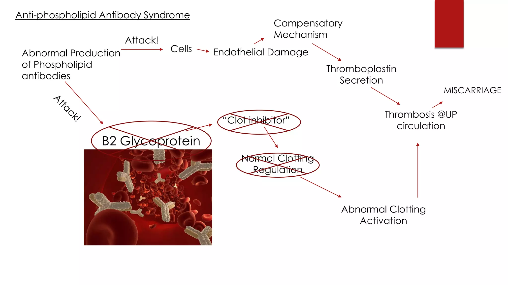 Anti-phospholipid Antibody Syndrome
Abnormal Production
of Phospholipid
antibodies
B2 Glycoprotein
“Clot inhibitor”
Normal Clotting
Regulation
Endothelial Damage
Compensatory
Mechanism
Thromboplastin
Secretion
Thrombosis @UP
circulation
Abnormal Clotting
Activation
Attack!
Cells
MISCARRIAGE
 