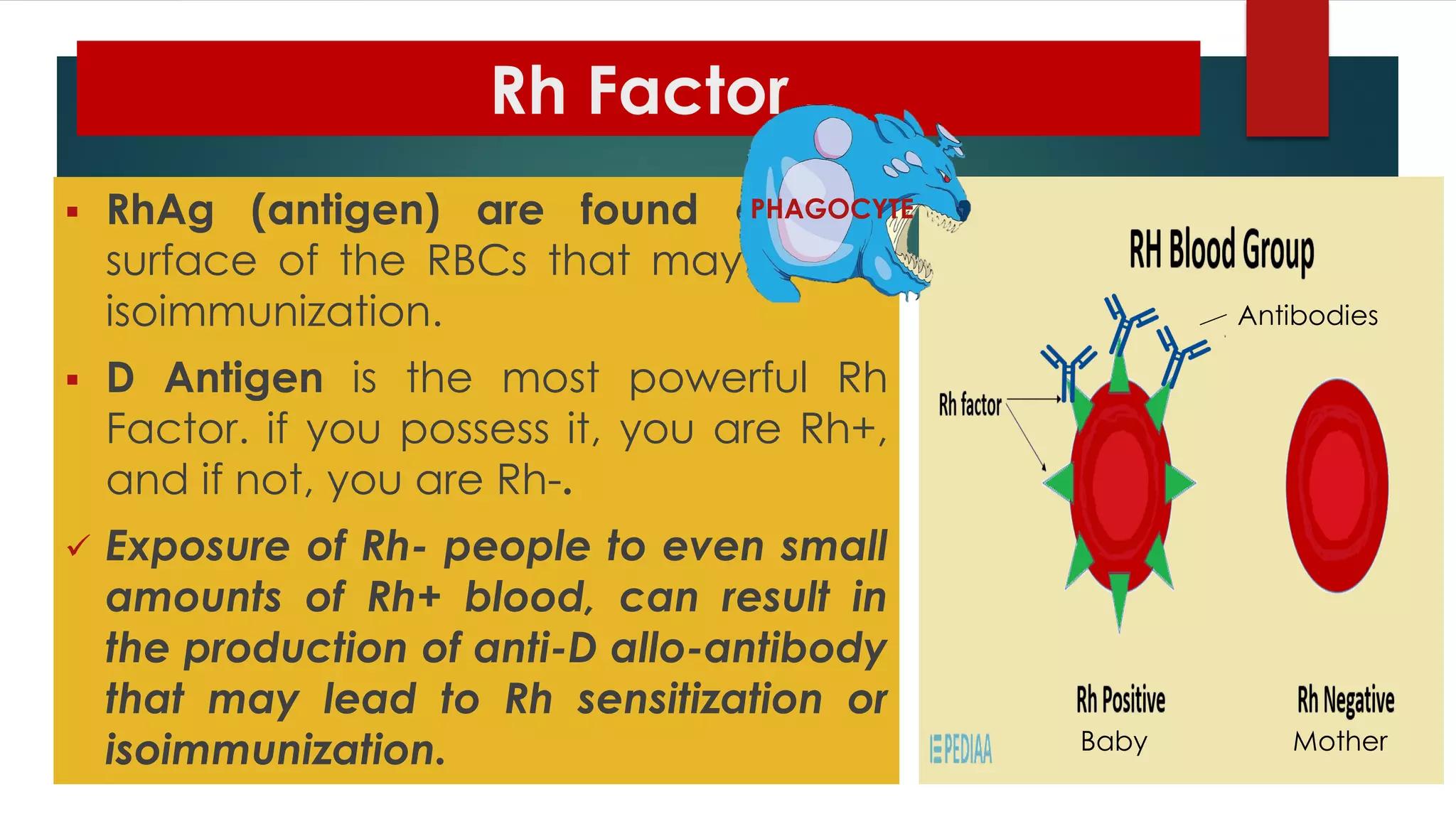 Rh Factor
 RhAg (antigen) are found on the
surface of the RBCs that may cause
isoimmunization.
 D Antigen is the most powerful Rh
Factor. if you possess it, you are Rh+,
and if not, you are Rh-.
 Exposure of Rh- people to even small
amounts of Rh+ blood, can result in
the production of anti-D allo-antibody
that may lead to Rh sensitization or
isoimmunization. Baby Mother
PHAGOCYTE
Antibodies
 