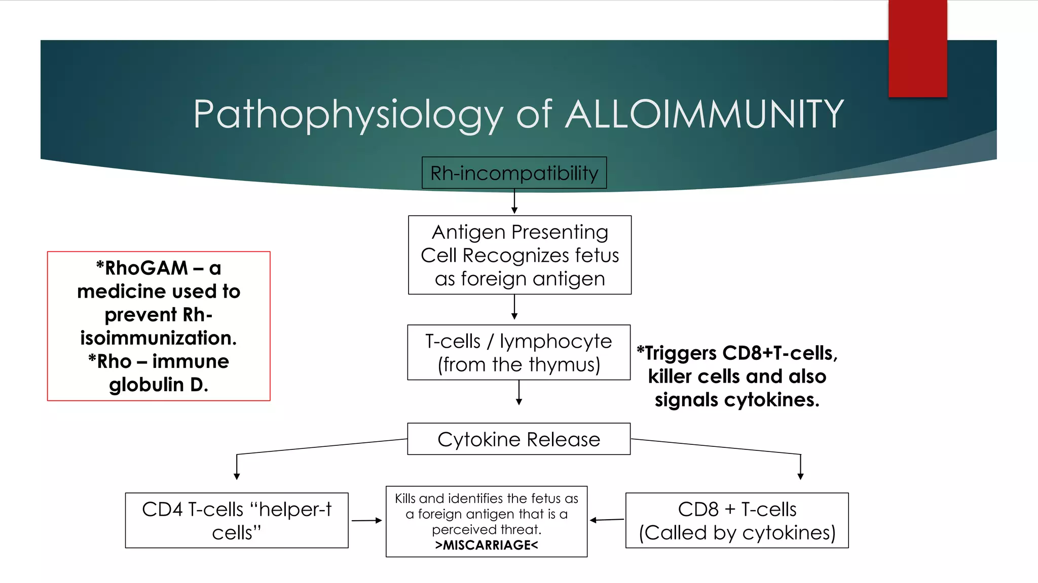 Pathophysiology of ALLOIMMUNITY
Rh-incompatibility
*Triggers CD8+T-cells,
killer cells and also
signals cytokines.
T-cells / lymphocyte
(from the thymus)
Antigen Presenting
Cell Recognizes fetus
as foreign antigen
Cytokine Release
CD4 T-cells “helper-t
cells”
CD8 + T-cells
(Called by cytokines)
Kills and identifies the fetus as
a foreign antigen that is a
perceived threat.
>MISCARRIAGE<
*RhoGAM – a
medicine used to
prevent Rh-
isoimmunization.
*Rho – immune
globulin D.
 