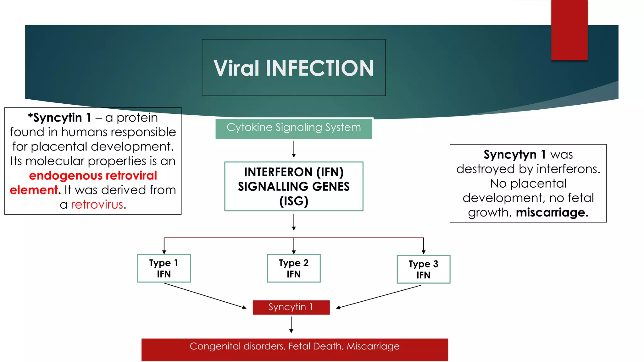 Viral INFECTION
Cytokine Signaling System
INTERFERON (IFN)
SIGNALLING GENES
(ISG)
Type 1
IFN
Type 2
IFN
Type 3
IFN
Syncytin 1
Congenital disorders, Fetal Death, Miscarriage
*Syncytin 1 – a protein
found in humans responsible
for placental development.
Its molecular properties is an
endogenous retroviral
element. It was derived from
a retrovirus.
Syncytyn 1 was
destroyed by interferons.
No placental
development, no fetal
growth, miscarriage.
 